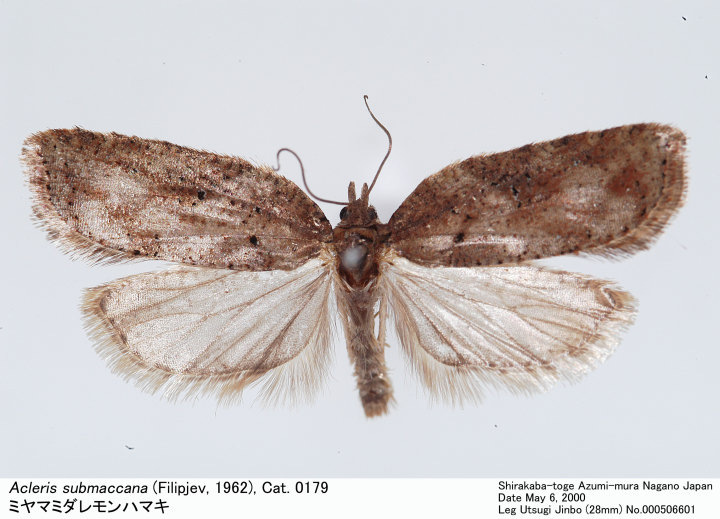 Acleris_submaccana_000506601.jpg